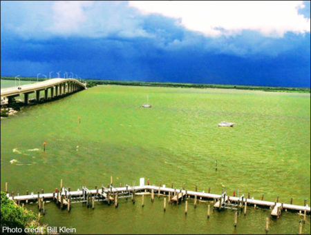 An algae bloom in the Indian River Lagoon.