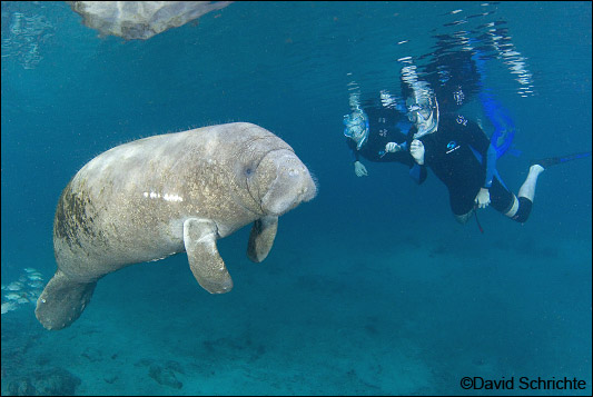 Manatees and snorkelers