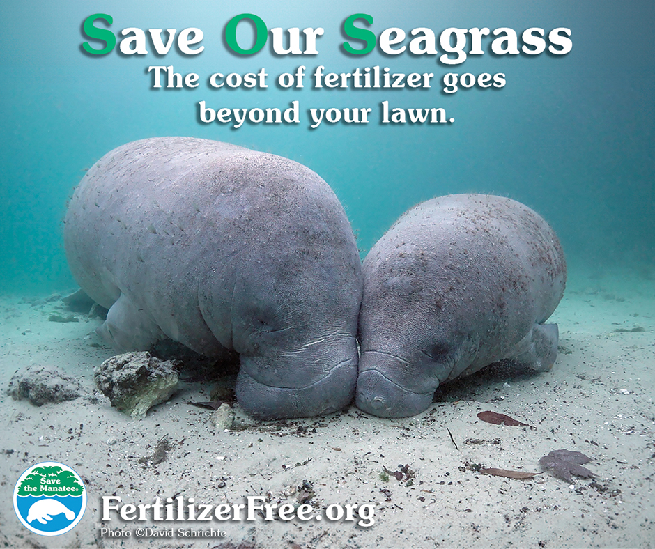Save Our Seagrass IG