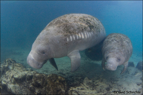 Scarred manatee with calf
